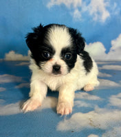 Opal Female Teddy Bear $875