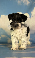 Pepper Male Schnoodle $1350