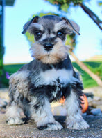 Lily Female AKC Mini Schnauzer $1250