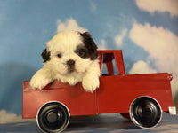 Snickers Male ACA Shihtzu $985