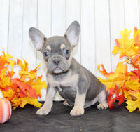 Bobbie Male AKC French Bulldog $1500