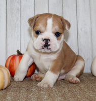 Arlo Male English Bulldog $1300