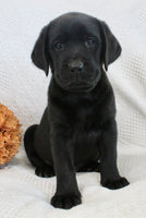 Sydney Female AKC Labrador Retriever $1150