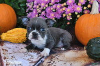 Theo Male Boston Terrier $750