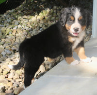 Lexi Female AKC Bernese Mountain Dog $2000