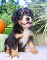 Lucy Female AKC Bernese Mountain Dog $1800