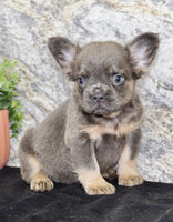 Crystal Female AKC French Bulldog $1400