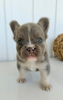 Darla Female AKC Fluffy French Bulldog $2450