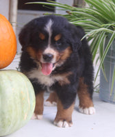 Chad Male AKC Bernese Mountain Dog $1800