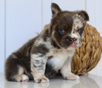 Dakota Male AKC Fluffy French Bulldog $2950