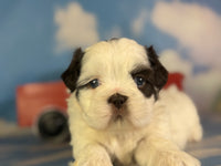 Reese Male ACA Shihtzu $985