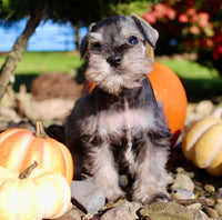 Echo Male AKC Mini Schnauzer $999