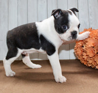 Crystal Female Boston Terrier $1000