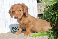 Mini Dachshund