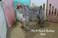 Toby Male AKC French Bulldog $1595