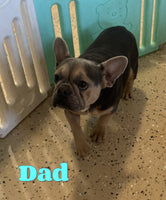 Riley Male AKC French Bulldog $1495