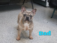 Darby Female AKC French Bulldog $1650