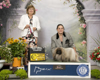 Delilah Female AKC Pekingese $2625