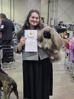Delilah Female AKC Pekingese $2625