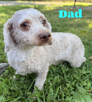 Milo Male F1B Cavapoo $1295