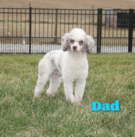 Myla Female Mini Goldendoodle $1100