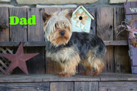 Cristal Female Teacup Yorkshire Terrier $2700