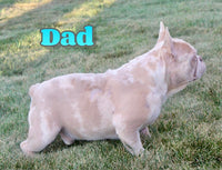Reba Female AKC French Bulldog $1400