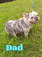 Cole Male AKC French Bulldog $1500