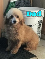 Rick Male F1BB Mini Goldendoodle $995