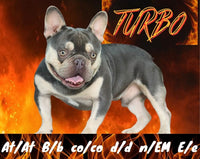 Blues Female AKC French Bulldog $1495