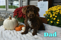 Corrie Male Cavapoo $1495