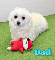 Isabella Female F1B Maltipoo $1050
