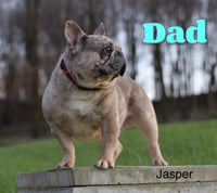 Lexie Female AKC French Bulldog $1650