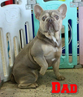 Ernie Male AKC French Bulldog $1800