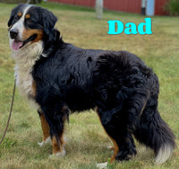 Lilly Female AKC Bernese Mountain Dog $1650