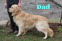 Duke Male AKC Golden Retriever $1350