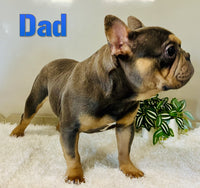 Abner Male AKC French Bulldog $3200