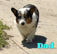 Maxine Female Corgi Aussie Mix $825