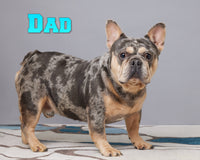 Collin Male French Bulldog $1650