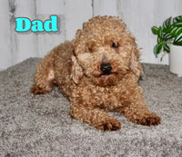 Ace Male Shihpoo $850