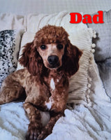 Buddy Male Bernedoodle $2300