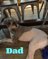 Max Male Bernedoodle $1650