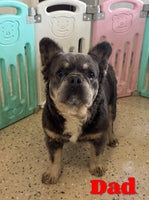 Leo Male AKC Fluffy French Bulldog $1700