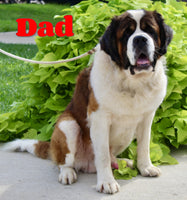Loretta Female AKC Saint Bernard $1350