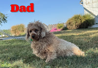 Rex Male AKC Toy Poodle $875