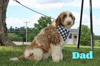Gracie Female AKC Portuguese Water Dog $2500