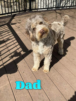 Katie Female Mini Bernedoodle $1600