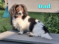 Marla Female AKC Mini Dachshund $950