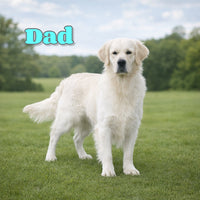 Molly Female Golden Retriever $700