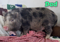 Wilber Male Mini Pot Belly Pig $650